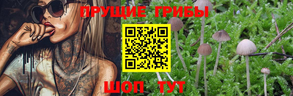 Галлюциногенные грибы Psilocybe Советский